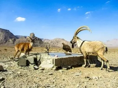 آب تانکر توقیفی، نذر حیات وحش منطقه‌ کلاه قاضی اصفهان شد