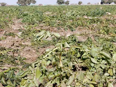 خسارت 500 میلیاردی به کشاورزان و باغداران یزدی/ خطر سرمازدگی در کمین باغ‌ها و محصولات زراعی استان