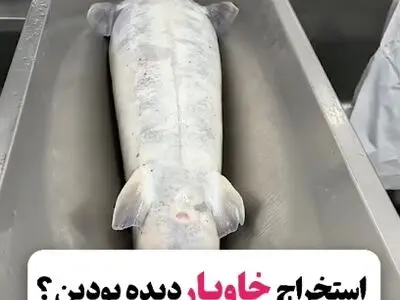 استخراج خاویار را دیده بودید؟! + فیلم