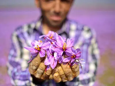 جشنواره ملی عکس زعفران در تربت حیدریه برپا شد