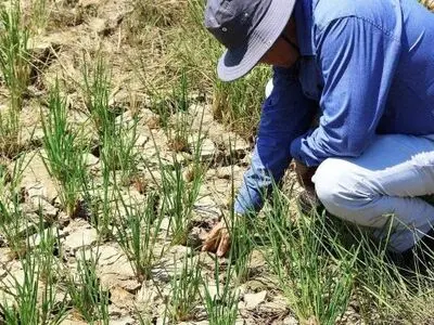 در خیلی از شهرهای کشور تنش آب شرب داریم/ در توزیع آب کشاورزی دچار مشکل هستیم