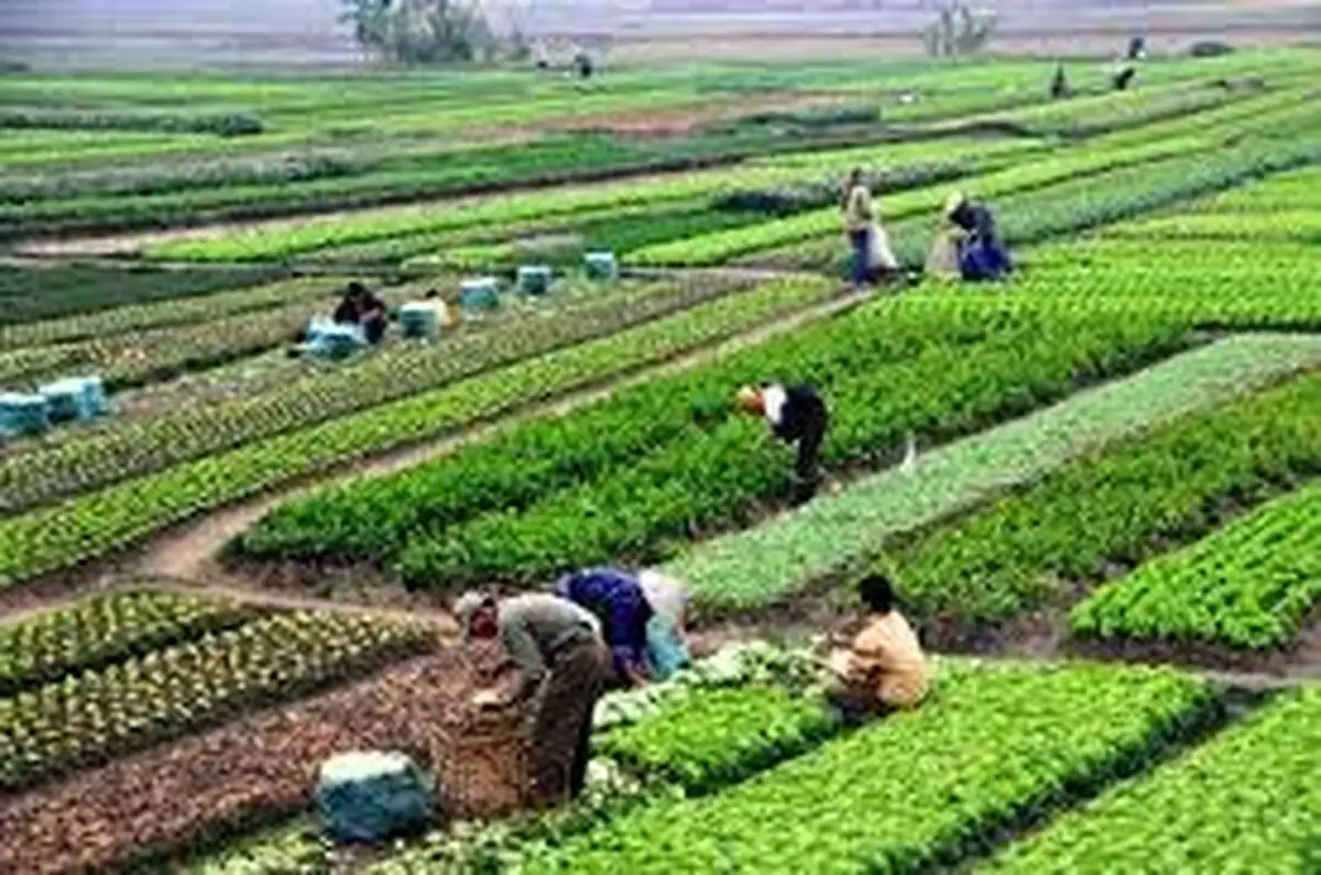 میزان تسهیلات بانک کشاورزی به چند استان اعلام شد