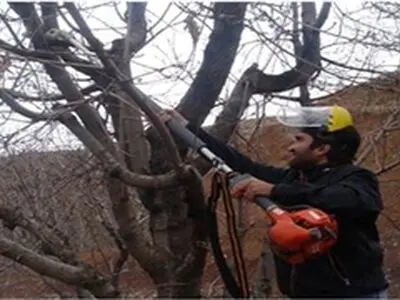 برگزاری دوره آموزشی هرس درختان میوه، در بندر شرفخانه شبستر