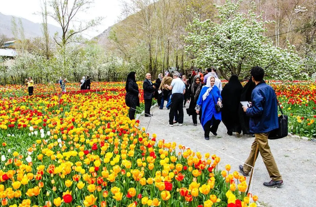 هشتمین جشنواره لاله های کرج از ۱۵ فروردین آغاز می شود