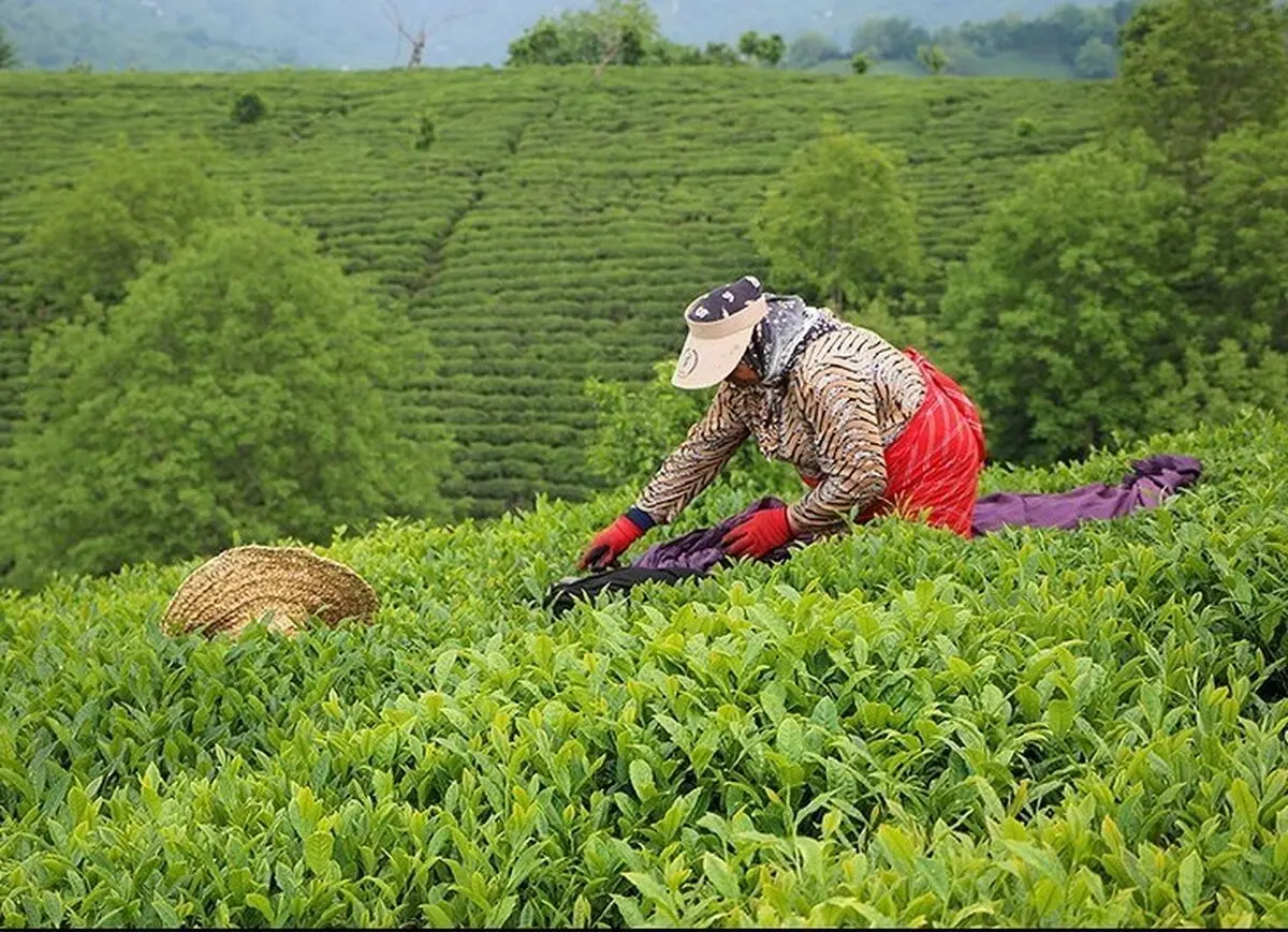 برداشت برگ سبز چای به تعویق افتاد