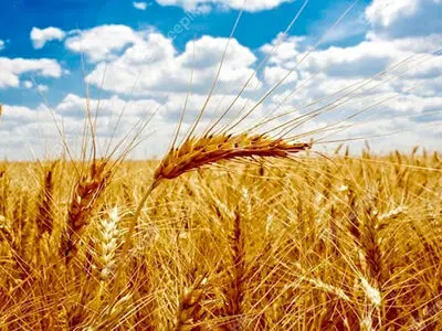 حدود ۶ میلیون هکتار از مزارع کشور زیر کشت گندم قرار دارد