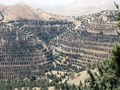 نهال‌های جنگلی طرح یک میلیارد درخت همزمان با نخستین بارش پاییزی کاشته می‌شود 