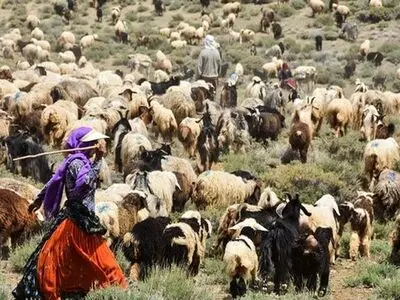 آغاز فرایند معرفی عشایر استان مرکزی برای دریافت نهاده دام گوشت قرمز 