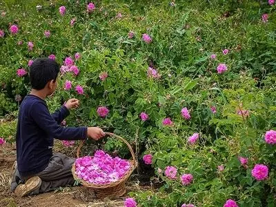 بیش از ۳۳۰ هکتار از اراضی کشاورزی آذربایجان غربی زیر کشت گل محمدی قرار دارد/پیش بینی استحصال ۹۰۰هزار لیتر گلاب در استان