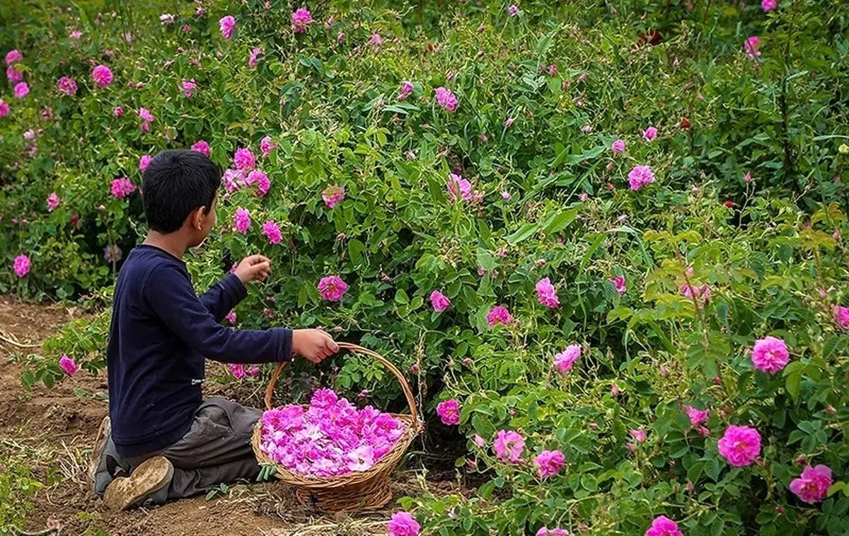 بیش از ۳۳۰ هکتار از اراضی کشاورزی آذربایجان غربی زیر کشت گل محمدی قرار دارد/پیش بینی استحصال ۹۰۰هزار لیتر گلاب در استان
