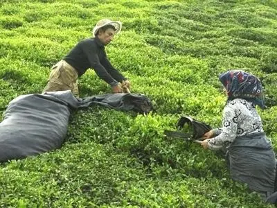 پرداخت ۵۰ درصدی مطالبات چایکاران شمال کشور
