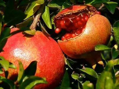 نفس‌های به شماره افتاده شهر یاقوت‌های سرخ/ 2500 تا 3000 هکتار باغ انار در ساوه خشکیده است