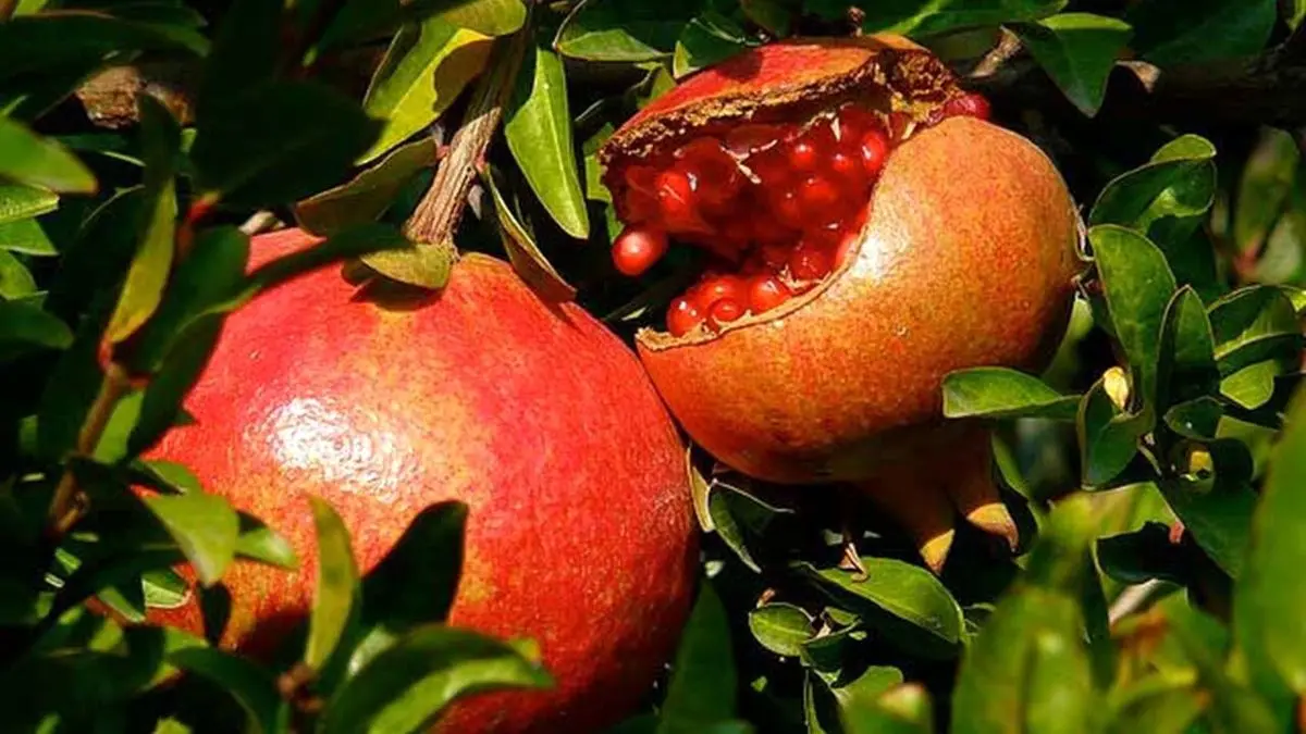 نفس‌های به شماره افتاده شهر یاقوت‌های سرخ/ 2500 تا 3000 هکتار باغ انار در ساوه خشکیده است