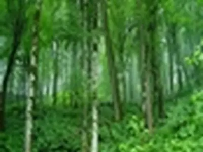 افزایش ۶۰ درصدی سوخت هیزمی بعد از هدفمندی