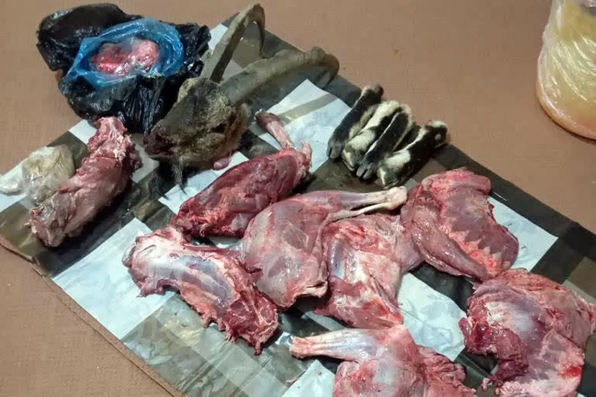 دستگیری 3 شکارچی غیرمجاز در طارم سفلی