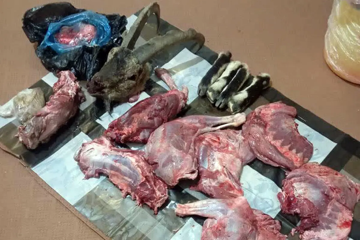 دستگیری 3 شکارچی غیرمجاز در طارم سفلی