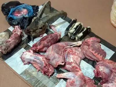دستگیری 3 شکارچی غیرمجاز در طارم سفلی