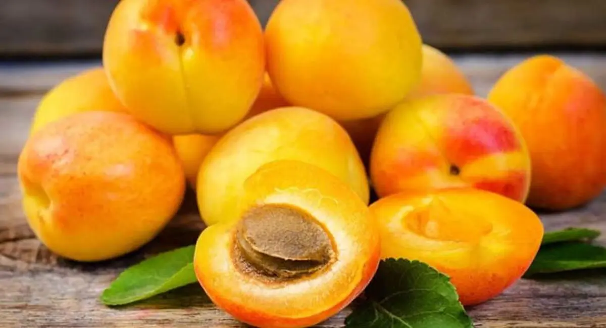 نکات مهم در نگهداری و خرید زردآلو