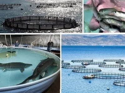 ایجاد زیرساخت‌های استراتژیک آبزی‌پروری در استان مرکزی