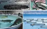 ایجاد زیرساخت‌های استراتژیک آبزی‌پروری در استان مرکزی