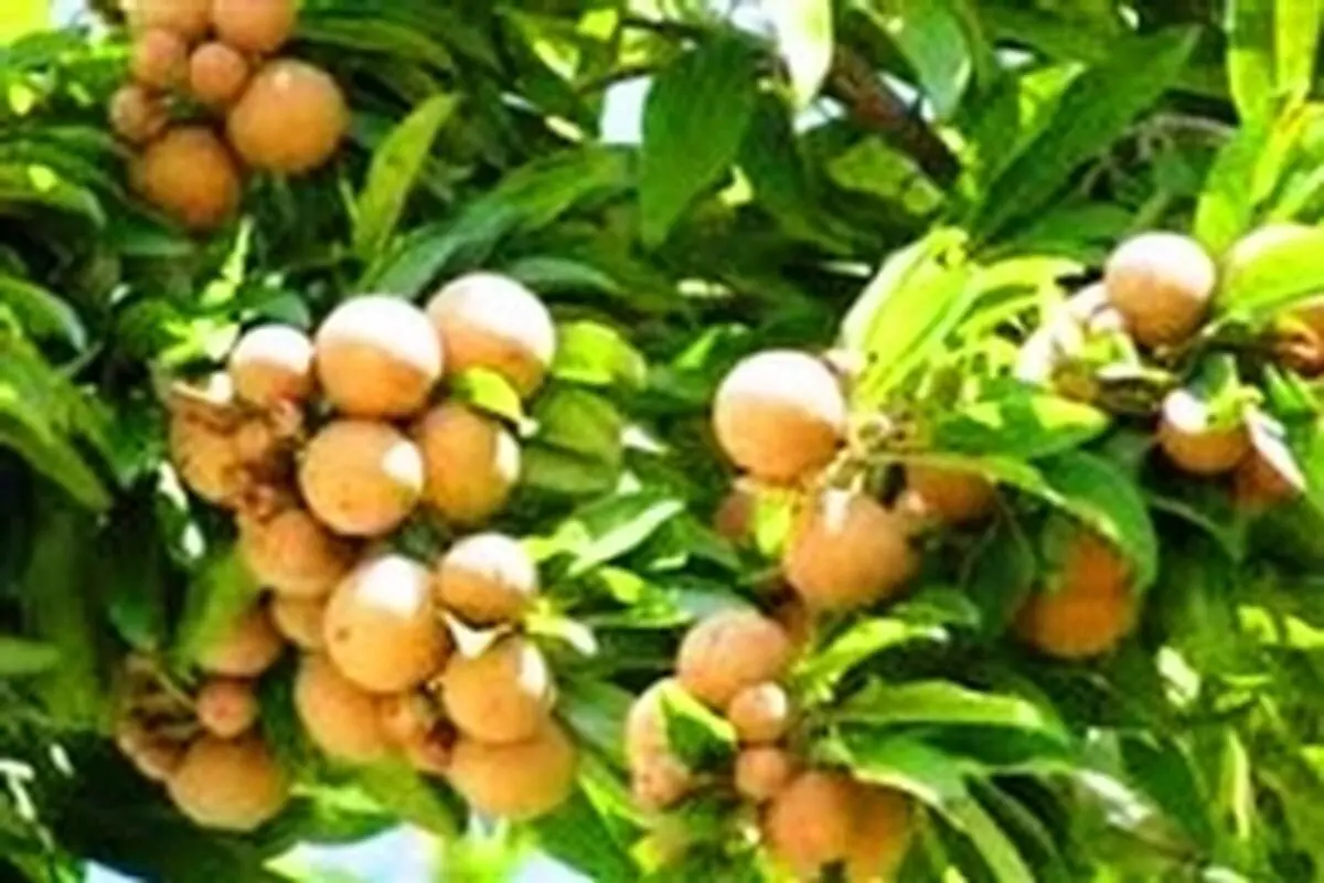روند توسعه باغات مناطق گرمسیری استان کرمانشاه بررسی شد