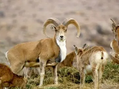 دلیل قطعی مرگ قوچ و میشهای پارک گلستان در دست بررسی است