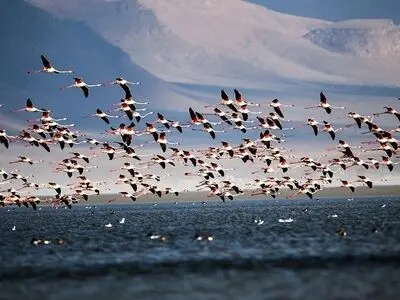 از دهکده‌گل و گیاه ایران تا بهشت درناها