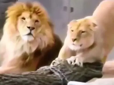 حسادت جالب یک شیر ماده به هم جنس خود + فیلم