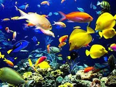 صادرات بیش از 295 هزار قطعه ماهی زینتی از استان مرکزی
