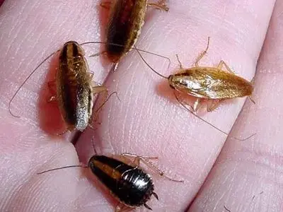 با سوسک‌های حمام و آشپزخانه چه کنیم؟