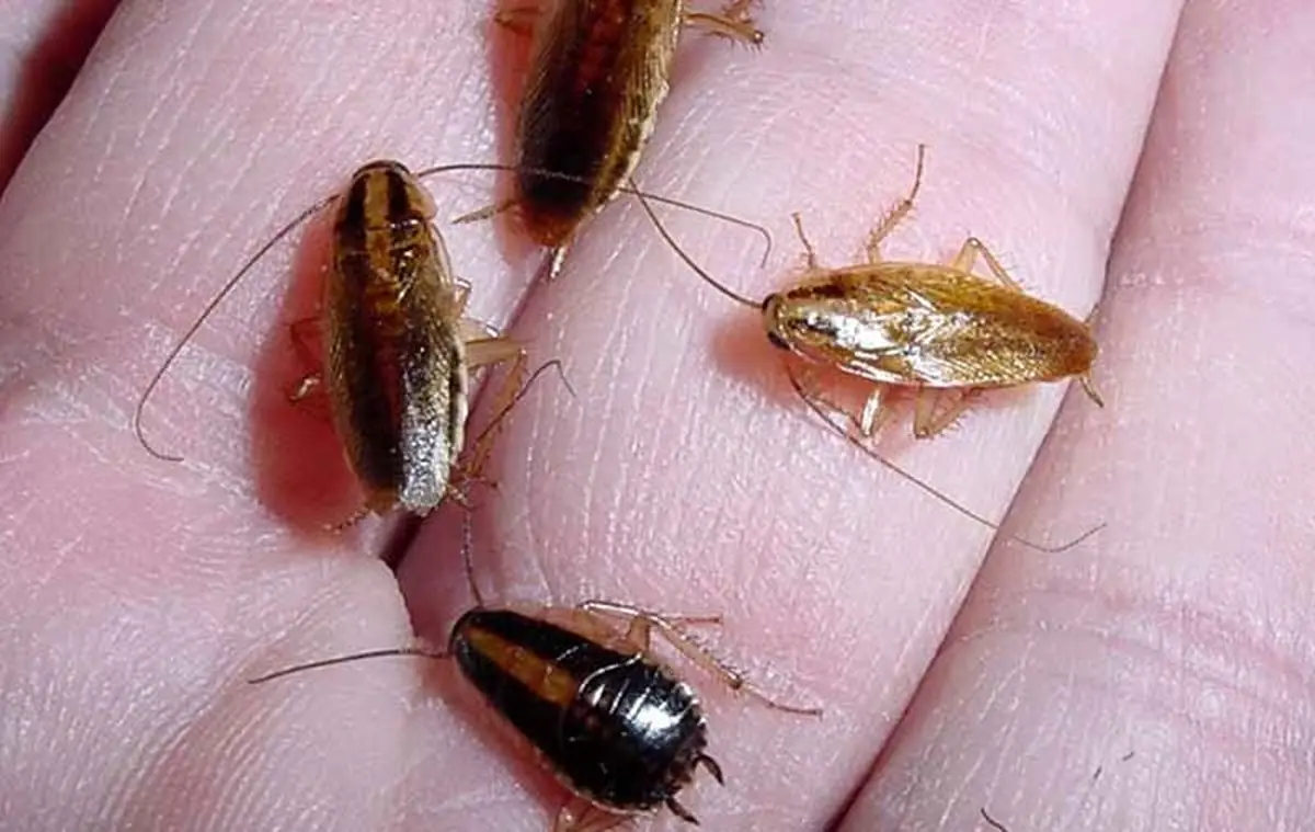 با سوسک‌های حمام و آشپزخانه چه کنیم؟