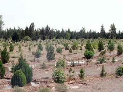 طرح ترسیب کربن شهرستان محلات به اتمام رسید 