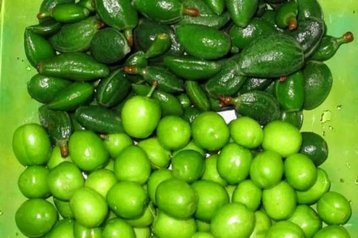 قیمت نوبرانه‌ها در میادین میوه و تره‌بار