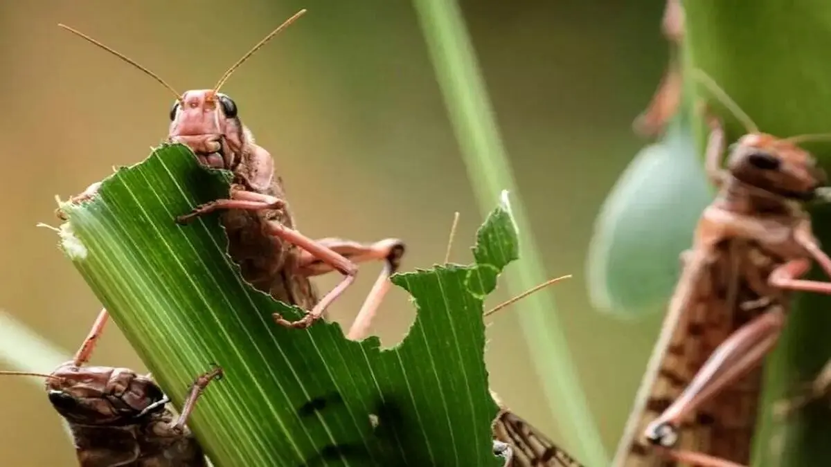 درگیری 11 هزار هکتار از مراتع خراسان جنوبی با هجوم ملخ‌های کوهان‌دار