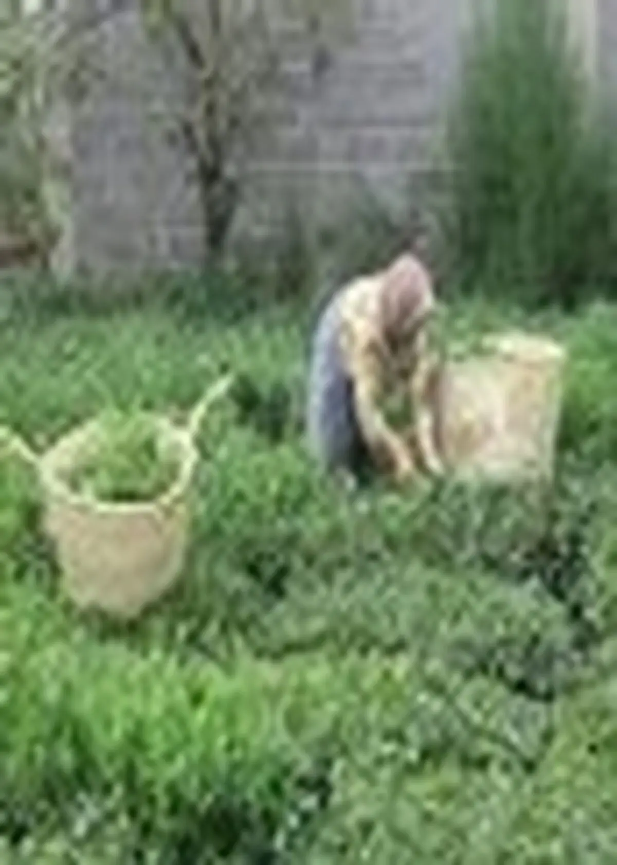 توجه به زنان چایکار باید مورد توجه خاص قرار گیرد