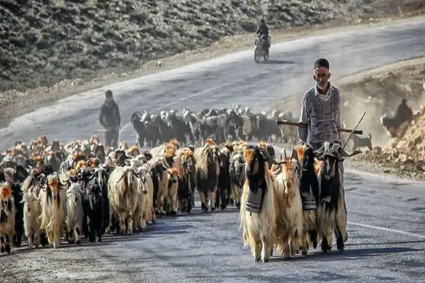 تولید ۲۵ درصد گوشت لرستان توسط عشایر