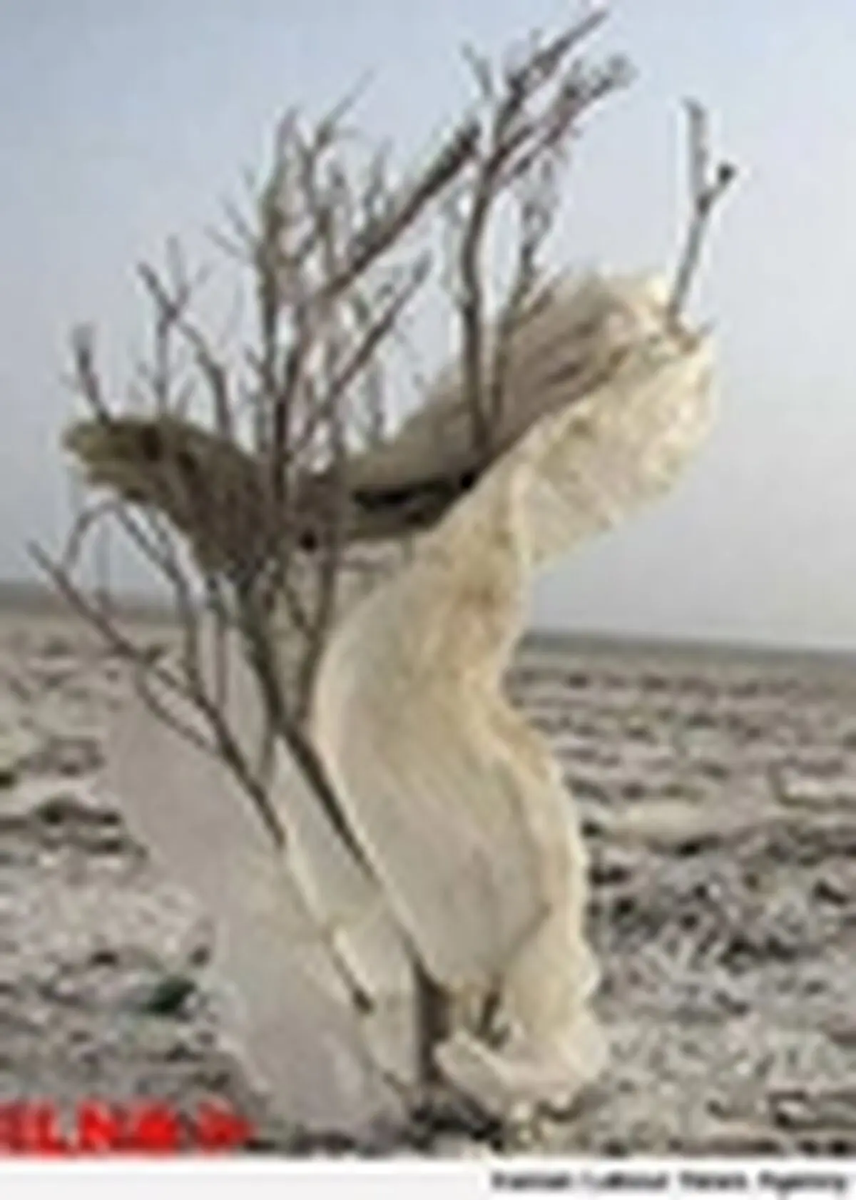 زندگی به تالاب هامون بر خواهد گشت