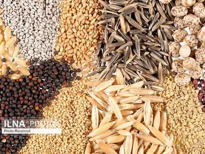 ۲۸ هزار هکتار از اراضی دهلران به کشت گندم اختصاص یافت