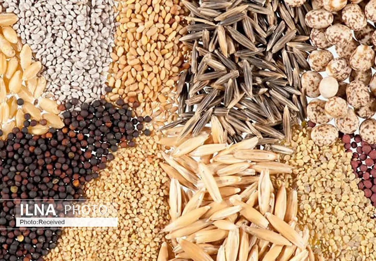 اعلام آمادگی سرمایه‌گذاران برای تولید بذر استراتژیک در قزوین