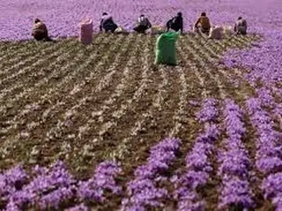  ۲۶۰ هکتار از مزارع چهارمحال و بختیاری به کشت زعفران اختصاص دارد