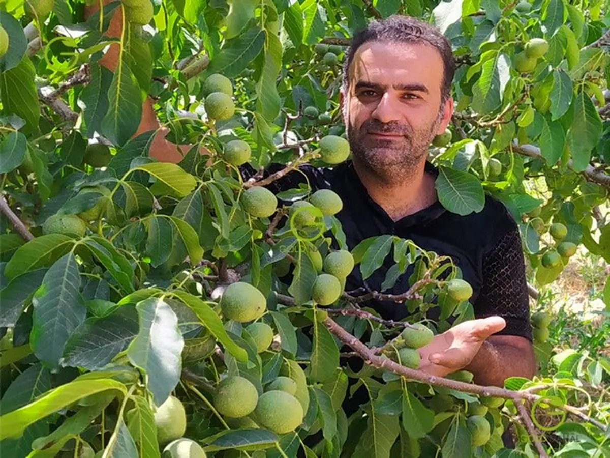 نهال گردوی نهالستان گلد نهال با ۳۰۰ کیلو باردهی رکوردشکنی کرد!