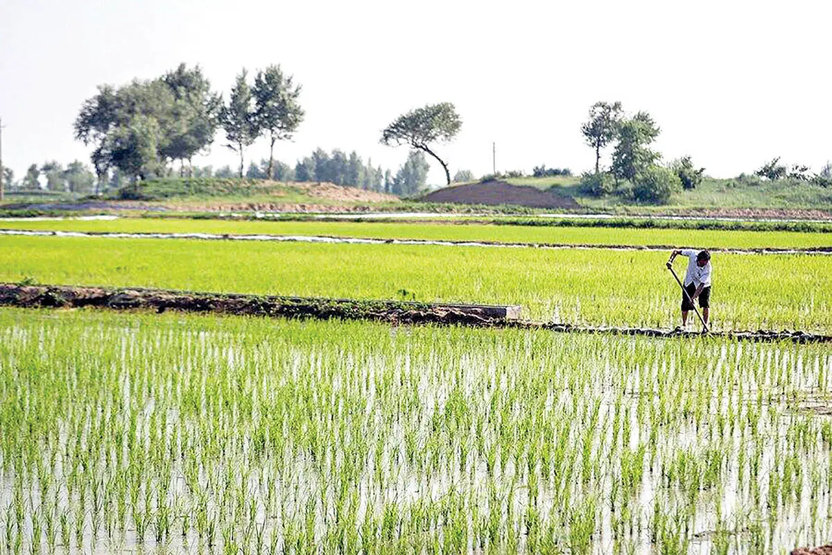 کشت برنج فقط در ۲ استان گیلان و مازندران مجاز است