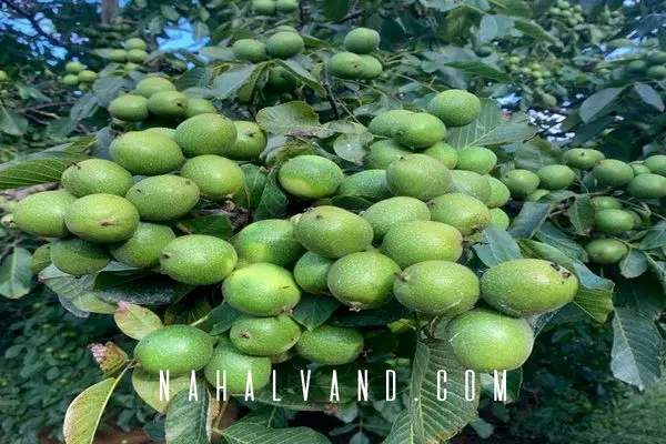 راهنمای جامع خرید نهال گردو در بازار نهال ایران: سرمایه‌گذاری موفق را تجربه کنید