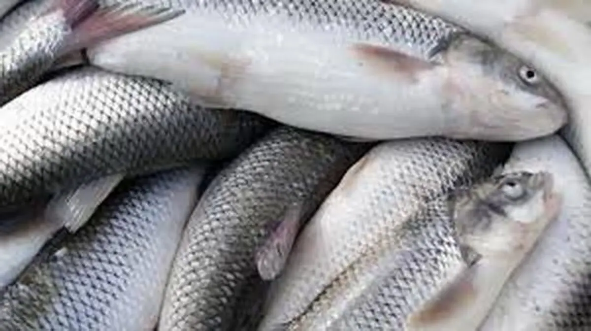 اصلاح روش تکثیر طبیعی ماهیان استخوانی در دستور کار شیلات
