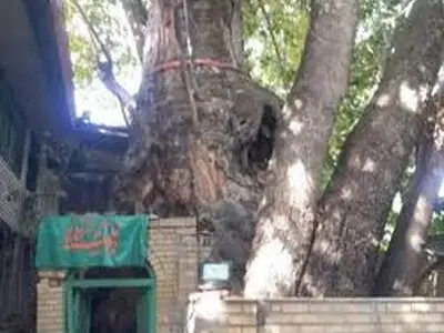 آتش‌سوزی درخت کهنسال برغان؛ میراث طبیعی در خطر