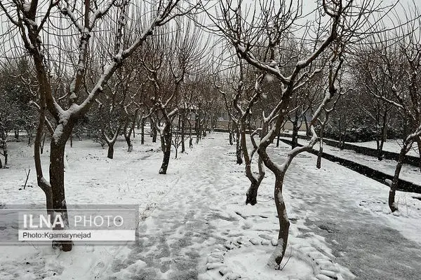 تک عکس/ رخت سپید برف بر سر بوستان های شهر 