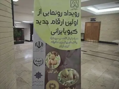 رونمایی از ۳ رقم محصول جدید کیوی در گیلان