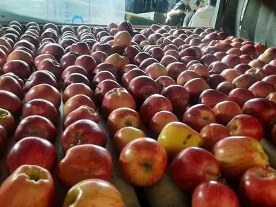 واحد سردخانه، سورتینگ و بسته بندی اشنویه افتتاح شد