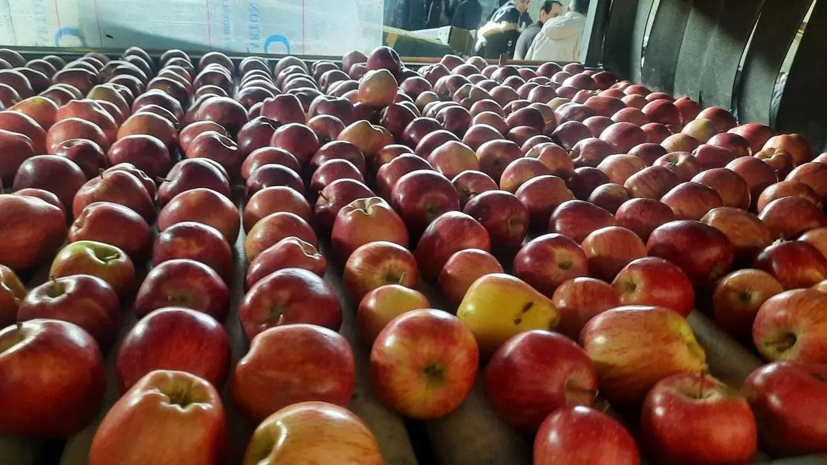 واحد سردخانه، سورتینگ و بسته بندی اشنویه افتتاح شد