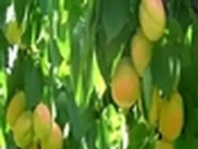 صدور گواهی بهداشتی برای صادرات گل و گیاهان زینتی از مازندران به خارج از کشور